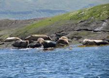 Seal colony Loch Scavaig