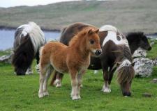 Shetland Ponies, Isle of Unst