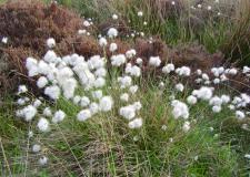 Hare’s-tail Cottongrass
