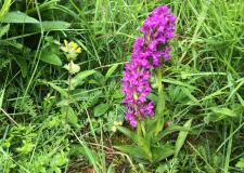 Yellow Rattle, Early Purple Orchid