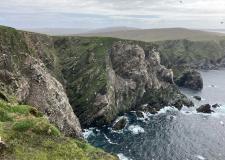 Gannet colony, Hermaness, Unst