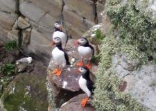 Puffins at Hermaness, Unst