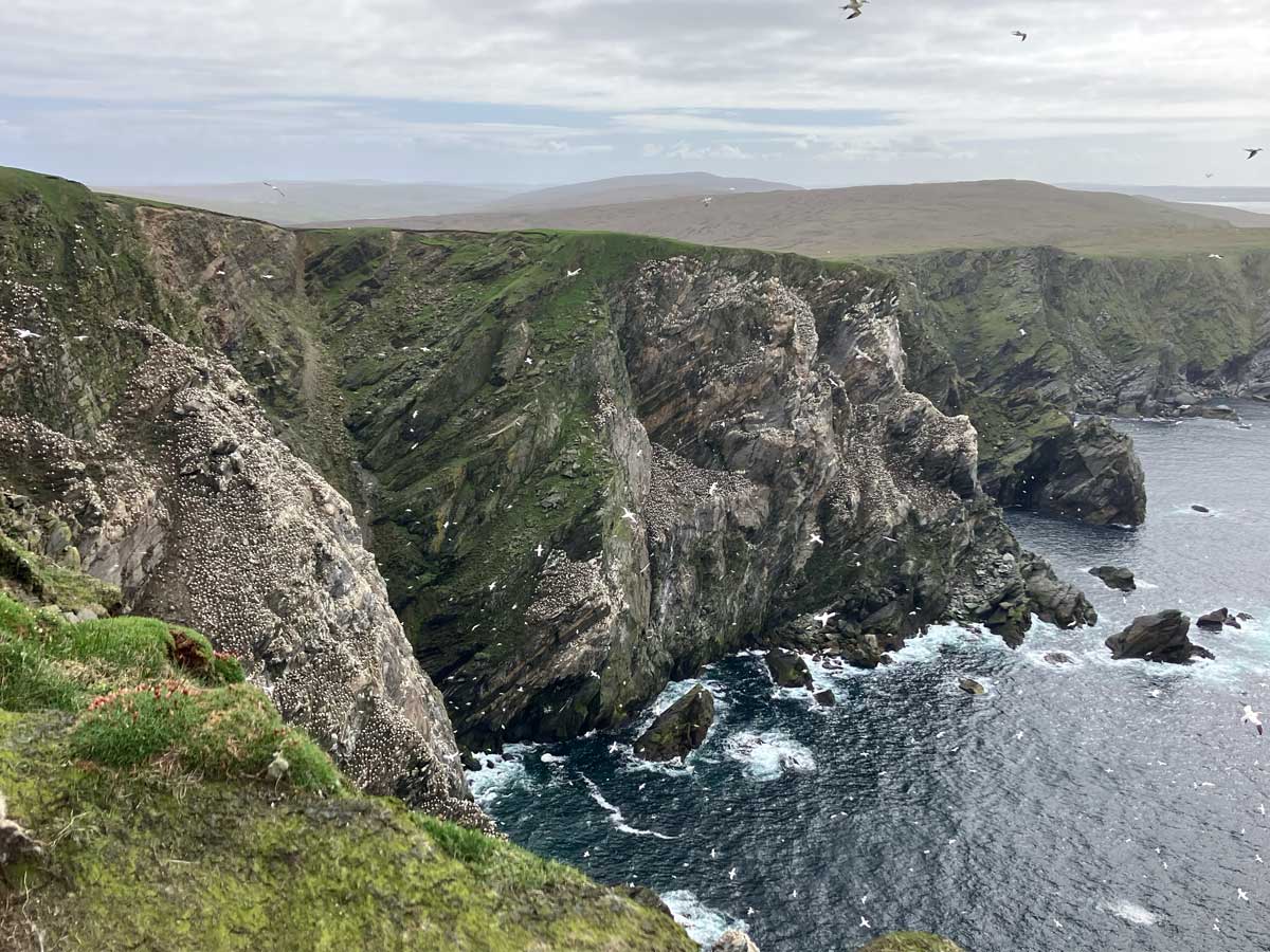 Gannet colony, Hermaness, Unst